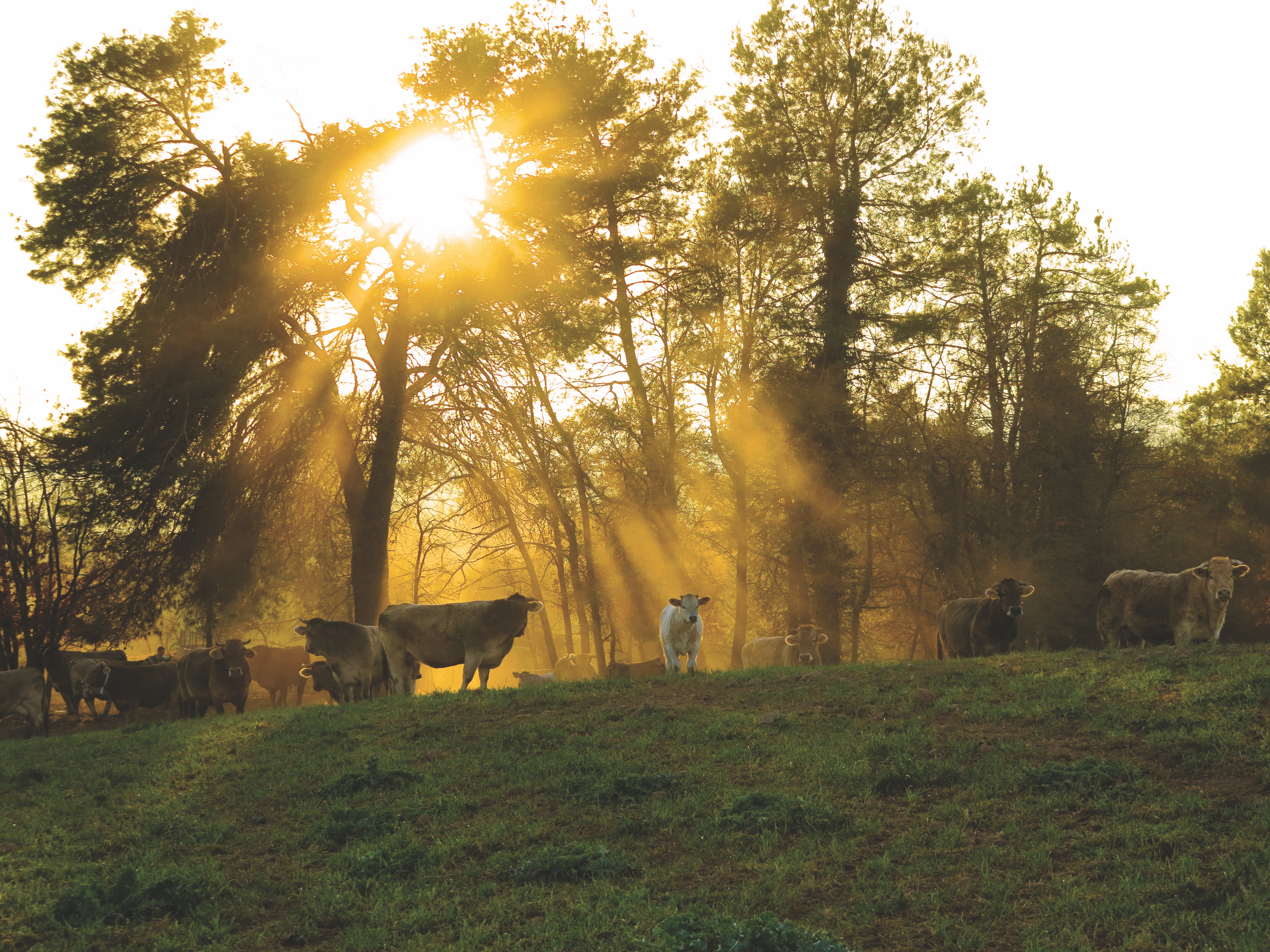 Derbyshire farmland at golden hour